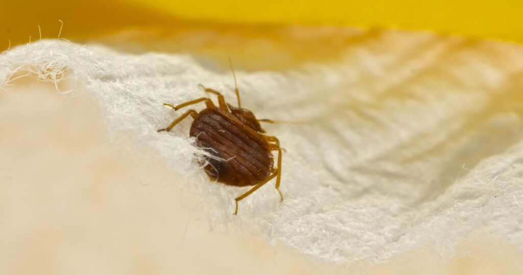 Pest control for bed bugs